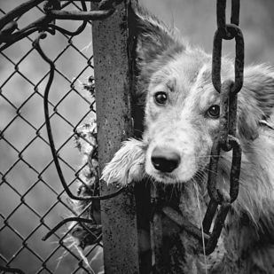 صور كلاب معبره عن الحزن Sad Dogs